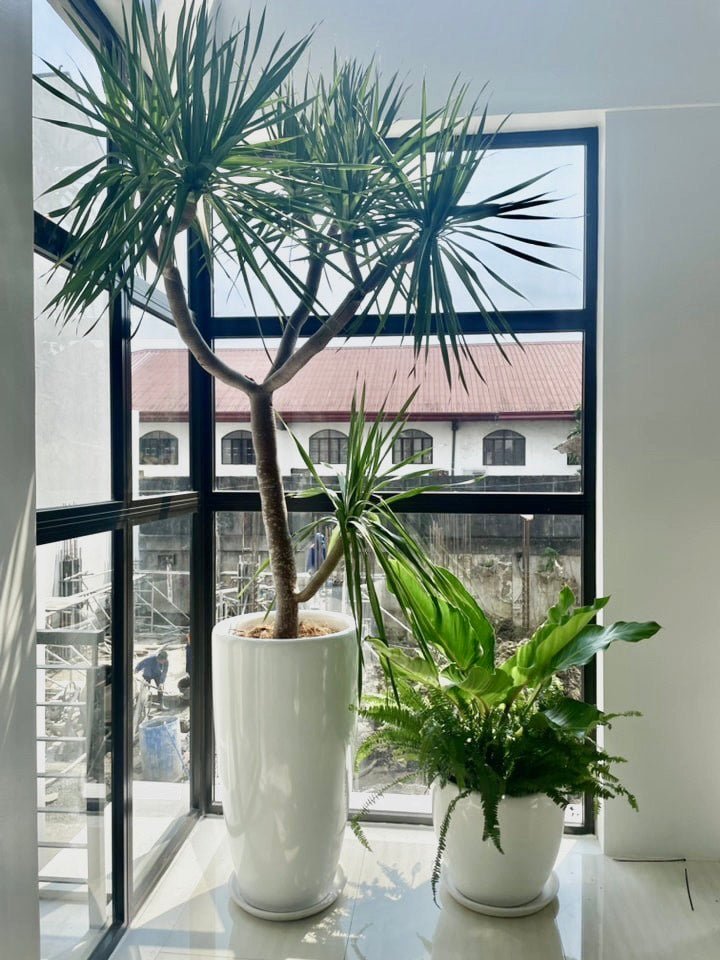 Venetian Tall Fiberglass Planter - Pots For Plants
