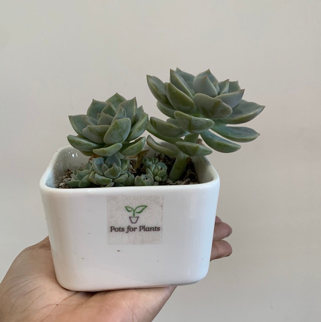 X Graptoveria 'Titubans' Succulent - Pots For Plants