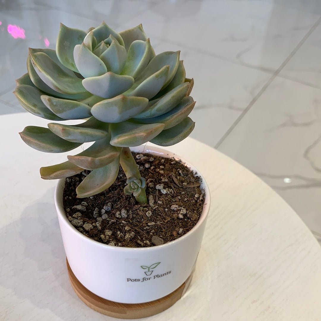 titubans succulent X Graptoveria 'Titubans' Succulent – Pots For Plants