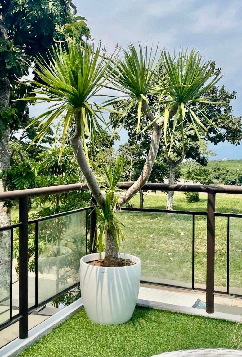yucca plant indoor benefits Yucca Tree